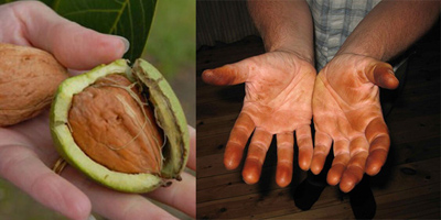 remove2-walnut-stains3-hands1.jpg